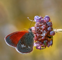 Butterfly Sennitsa common - Coenonympha glycerion ... / ***