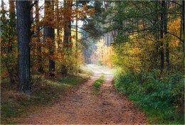 In the autumn forest / ***