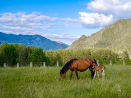 horses / ***