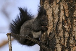 Squirrel / ***