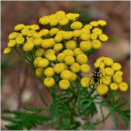 Tansy and ...? / ***