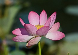 Sacred lotus. / ***