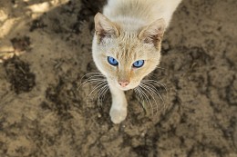 A domestic cat / ***