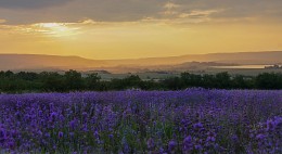 And you feel the smell of lavender? / ***