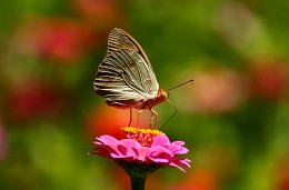 Butterfly of July ... / ***