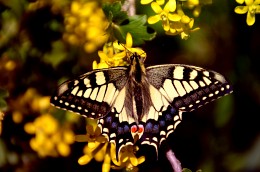 Swallowtail (Swallowtail vulgaris, lat. Papilio machaon) / ***