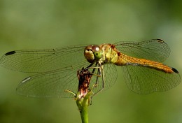 Dragonfly ... / ***