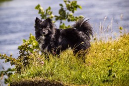 The dog named Hans / ***