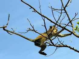 In flight / ***