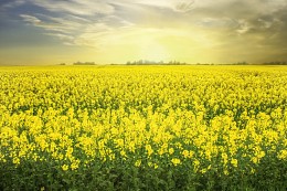 Rape field / ***