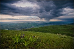 Cold spring rains / ***