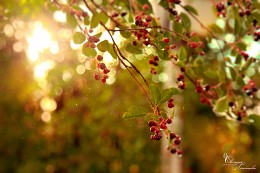 Berries / ***