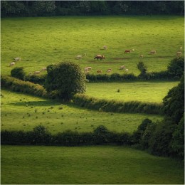 Among the fields ... II ... / ***