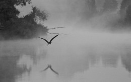 Lonely heron / ***