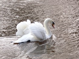 Wedding representation / ***