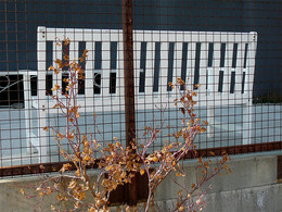 Three Colors: White / ***