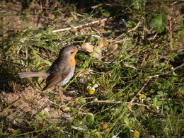 Robin - hunting success! / ***