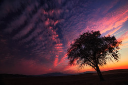 Evening in the field / ***