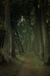 The path in the woods / ***