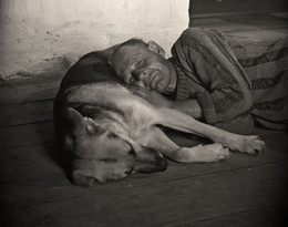 Dog sleeping / ***
