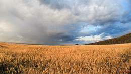 Wheat field before the storm! / ***