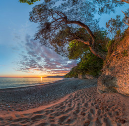 The beach and pine. / ***