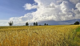 zhytnevae field / ***