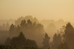 In the mist / ***