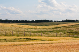 Chiaroscuro field at sunset / ***