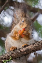 Squirrel with an apple / ***