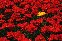 Three Colors: Red / ***