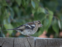 Finch, indicating the language of photography / ***