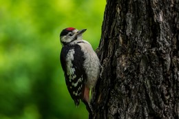 Woodpecker on the tree / ***