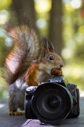 Squirrel Photographer / ***