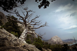 Frozen tree / ***