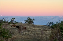 Horses on a background of peach am / ***