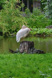 On the stump / ***