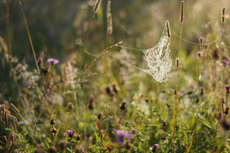 August morning.. / ***