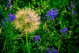 Oh, those dandelions / ***