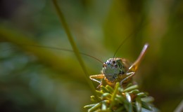 Portrait of a grasshopper ... / ***