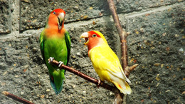 Solar parrots / ***