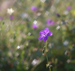&quot;squaring flower&quot; / ***