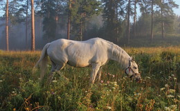 White horse / ***