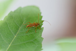 Forest cockroach .. / ***