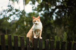 Cat on a fence / ***