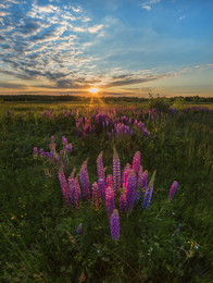 Sunset with lupine. / ***