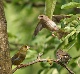 &quot;Your honor, Lady Luck ...&quot; / ***