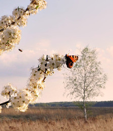 flowering time / ***