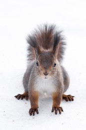 Squirrel in the snow / ***
