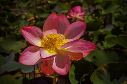 Indian lotus / ***